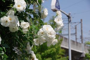 東口バラ5