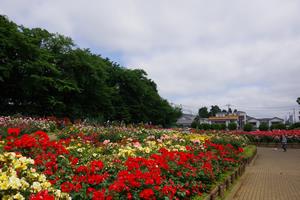 与野公園バラ1