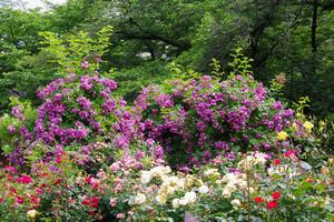 与野公園バラ3