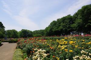 与野公園バラ4