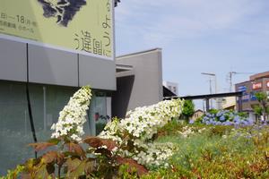 芸術劇場あじさい3