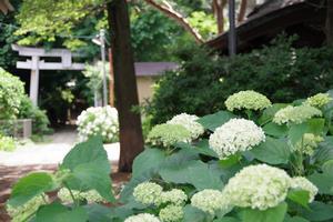 一山神社あじさい3