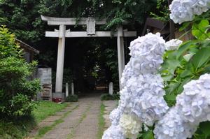 一山神社あじさい3