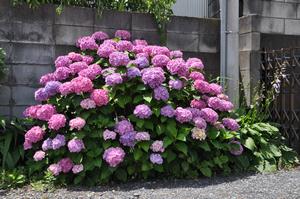 新中里あじさい