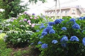 大戸公民館あじさい1
