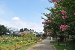 与野公園サルスベリ