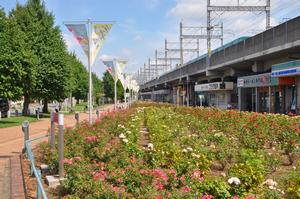 駅前公園バラ1