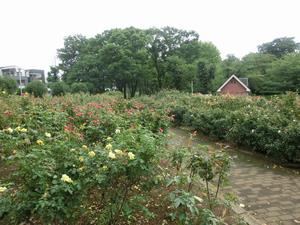 与野公園バラ剪定4