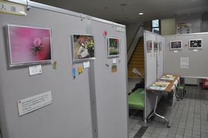 バラ写真展示2