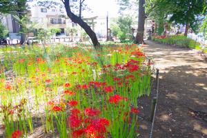 上町氷川神社ヒガンバナ3