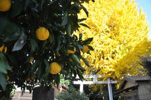 一山神社イチョウ2