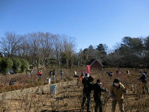 与野公園剪定4