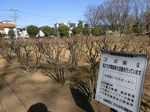 与野公園剪定9