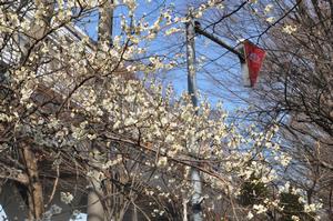与野公園桜2