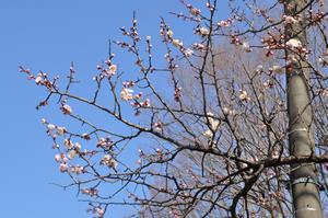 与野公園桜3