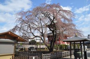 千代桜1