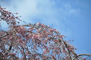 千代桜4
