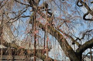千代桜6