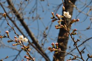 与野公園桜2