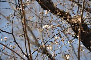 与野公園桜4