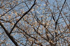与野公園桜7