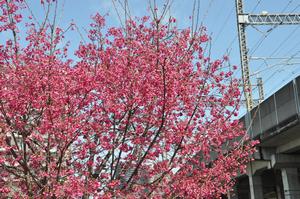 寒緋桜1