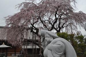 千代桜6