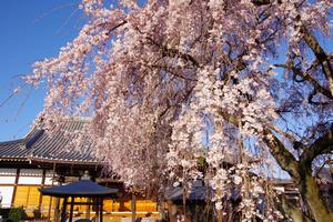 千代桜4