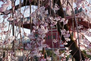 千代桜6