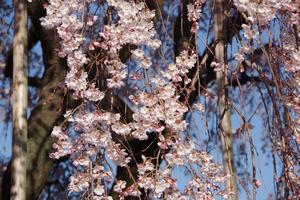 千代桜7