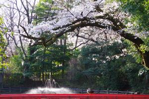 与野公園桜7