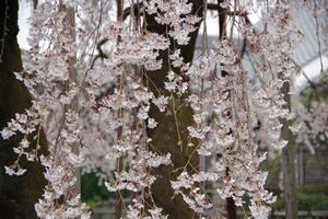 千代桜3