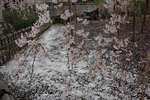 千代桜4