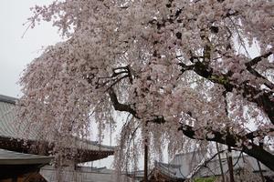 千代桜7