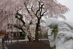千代桜8