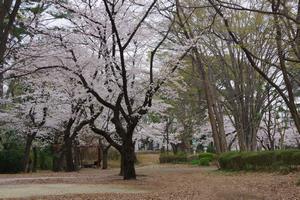 与野公園桜4