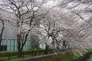 赤山通り付近