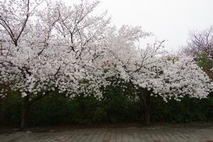 与野中央公園桜3
