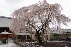 千代桜2
