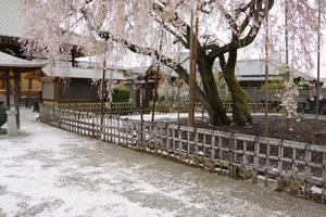 千代桜4