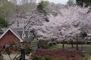 与野公園桜3