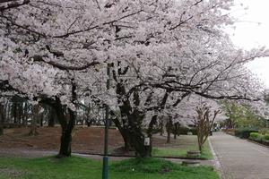 与野公園桜5