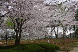 与野公園桜9