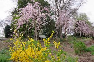 上町氷川神社
