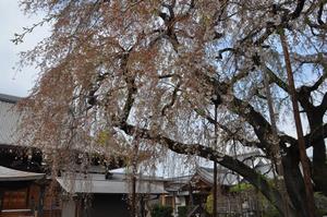 千代桜3