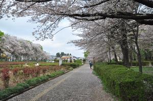 与野公園桜2