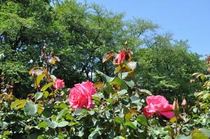 与野公園1