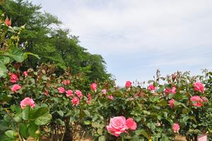 与野公園2