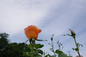 与野公園6