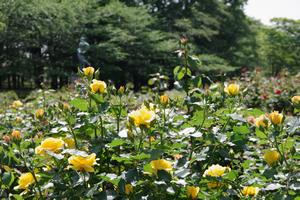 与野公園5